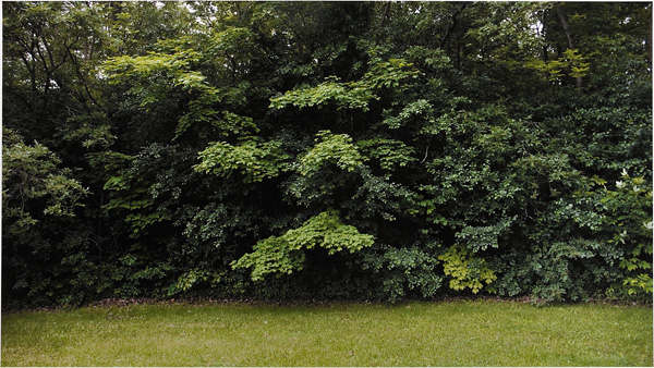 A strip of green grass in the foreground and a dense wall of trees and shrubs forming the edge of a forest behind it.